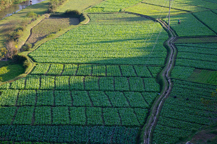 下司鎮清江村供凱蔬菜基地。楊夕蕊攝