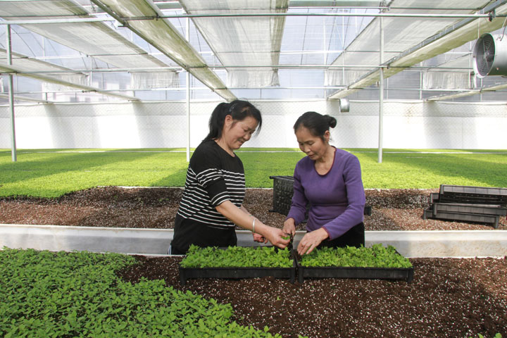 三棵樹鎮格沖黨建產業園辣椒育苗基地。楊芳攝