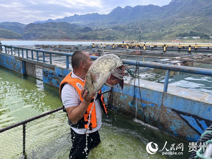 漁場(chǎng)工作人員將生態(tài)魚放入暫養(yǎng)箱。人民網(wǎng) 陳潔泉攝