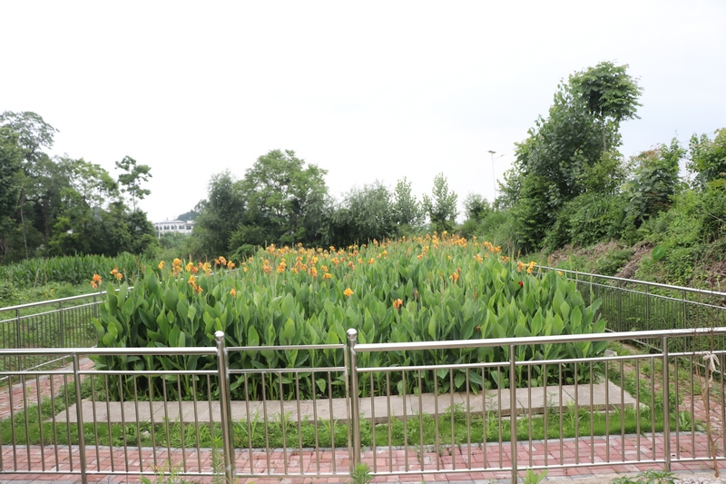 茅坡村污水處理終端。