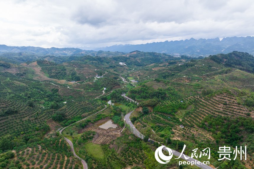 航拍荔波至王蒙至瑤山“共同富裕路”及10萬(wàn)畝精品水果走廊帶。人民網(wǎng)記者 涂敏攝