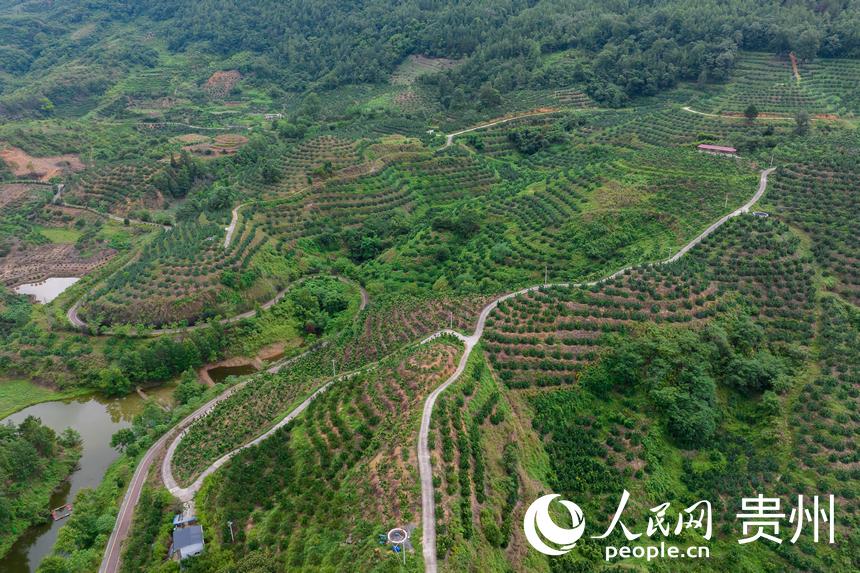 航拍荔波至王蒙至瑤山“共同富裕路”及10萬畝精品水果走廊帶。人民網記者 涂敏攝