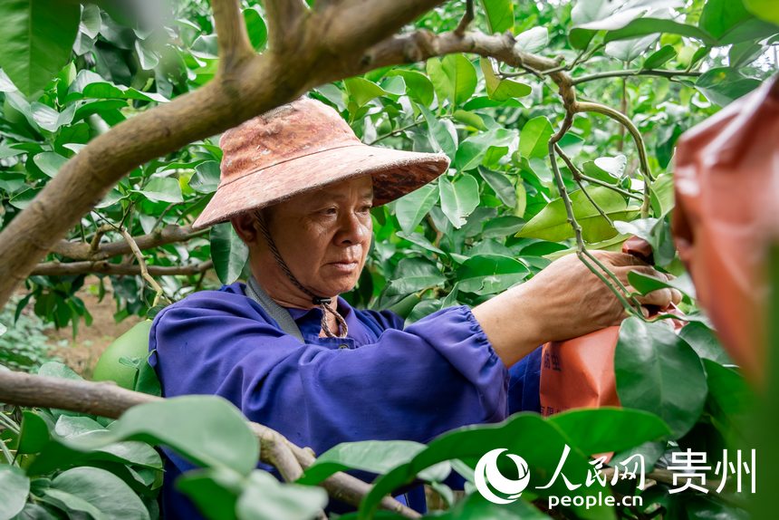 果農在果園里勞作。人民網記者 涂敏攝