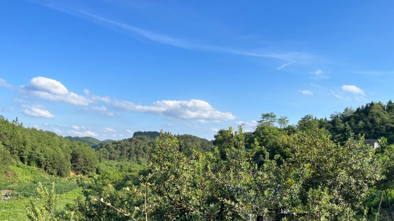 修文縣久長(zhǎng)街道孟沖村的楊梅園 楊歡 攝.jpeg