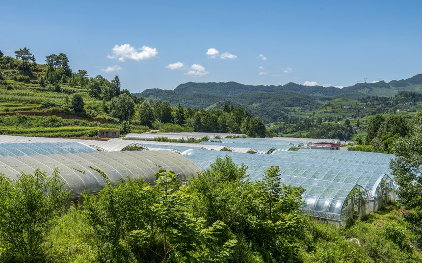 2023年7月5日，赫章天葡莊園葡萄進(jìn)入采摘期，這是葡萄大棚外景。
