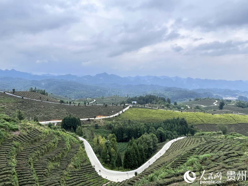 如今的鳳凰山翠色欲流、步步皆景。人民網(wǎng) 陳潔泉攝