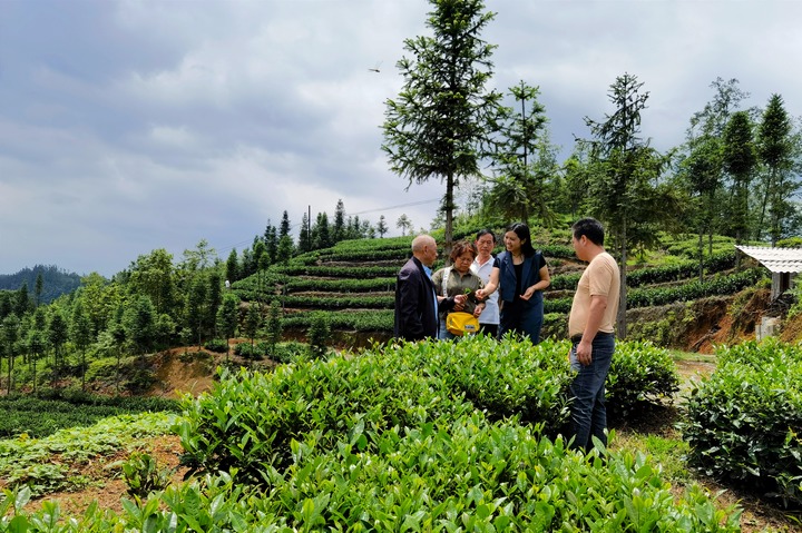 圖為調(diào)研組實地查看基地茶葉的種植。