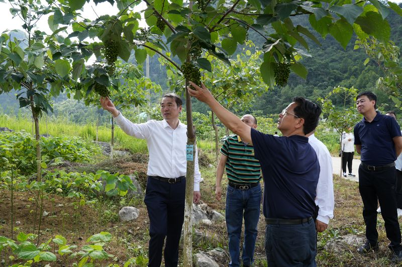 荔波山桐子基地.jpg