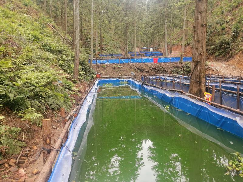 圖1.林下養殖水蛭遠景.jpg
