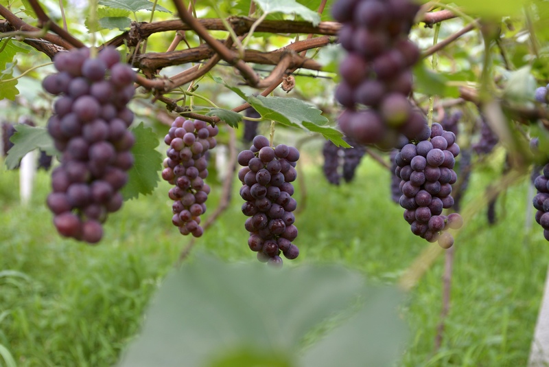 葡萄長勢良好 鄭吉軍攝.JPG