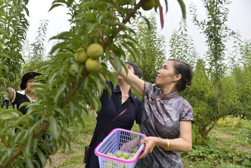游客采摘李子 鄭吉軍攝.JPG