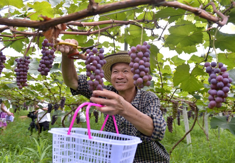 游客采摘葡萄 鄭吉軍攝.JPG