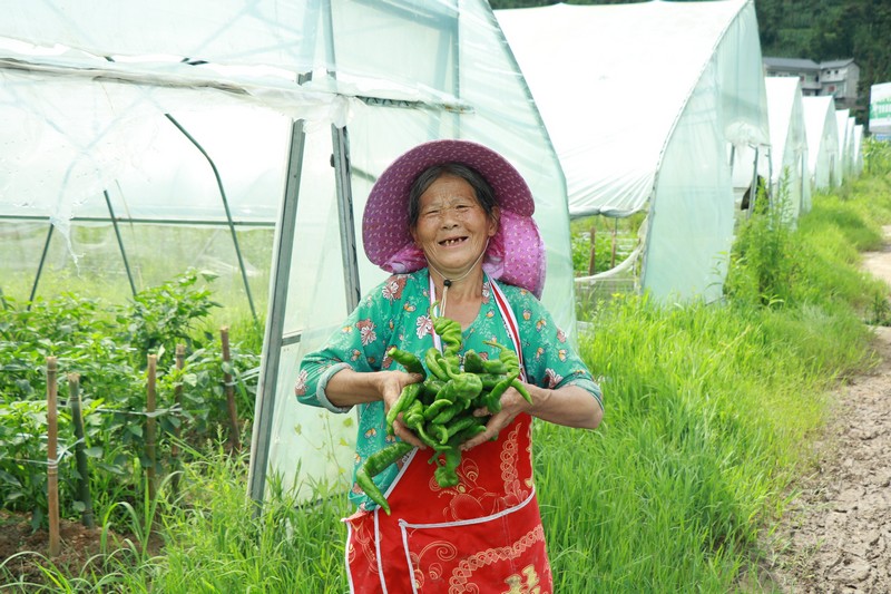 興隆鄉(xiāng)果木村辣椒產(chǎn)業(yè) 羅杰攝 (2).JPG