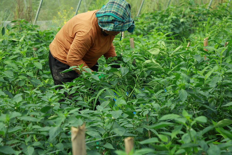 興隆鄉(xiāng)果木村辣椒產(chǎn)業(yè) 羅杰攝 (4).JPG