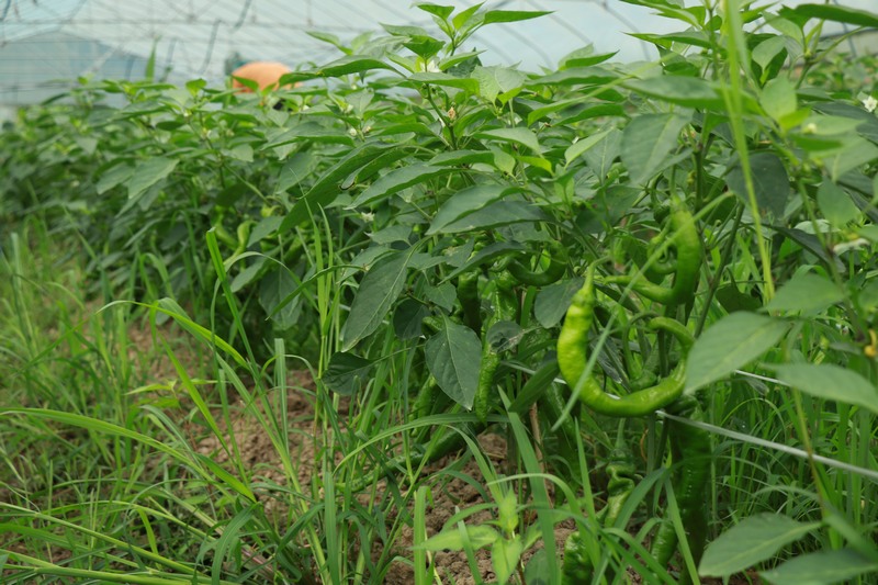 興隆鄉(xiāng)果木村辣椒產(chǎn)業(yè) 羅杰攝 (8).JPG