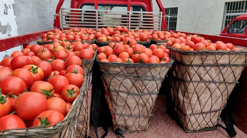 修文縣小箐鎮(zhèn)西紅柿喜豐收 田仁美 攝.jpg