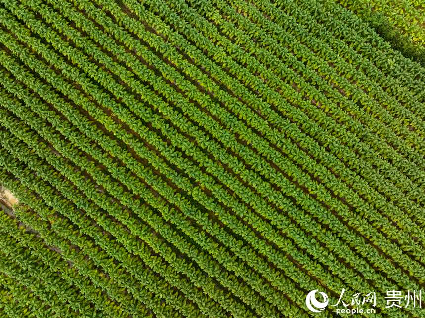 航拍畢節煙區一隅。人民網 陽茜攝  