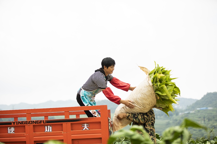 煙農忙采收。任洪攝  