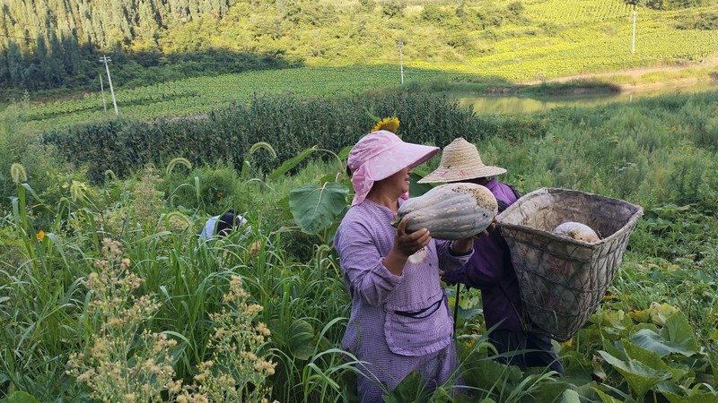 務工人員正在忙活，有的忙著采摘 文燕 攝.jpg