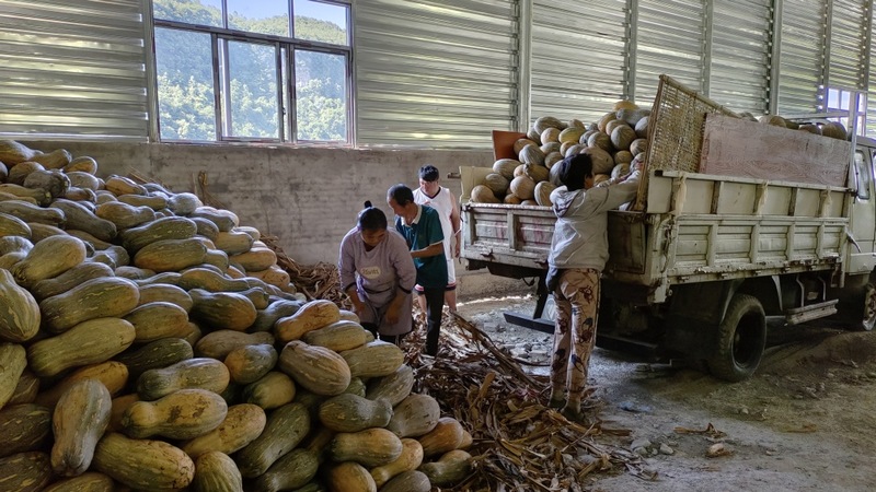 正是采收用工高峰期，每天可吸納10至12名村里的閑置勞動(dòng)力務(wù)工 文燕 攝.jpg