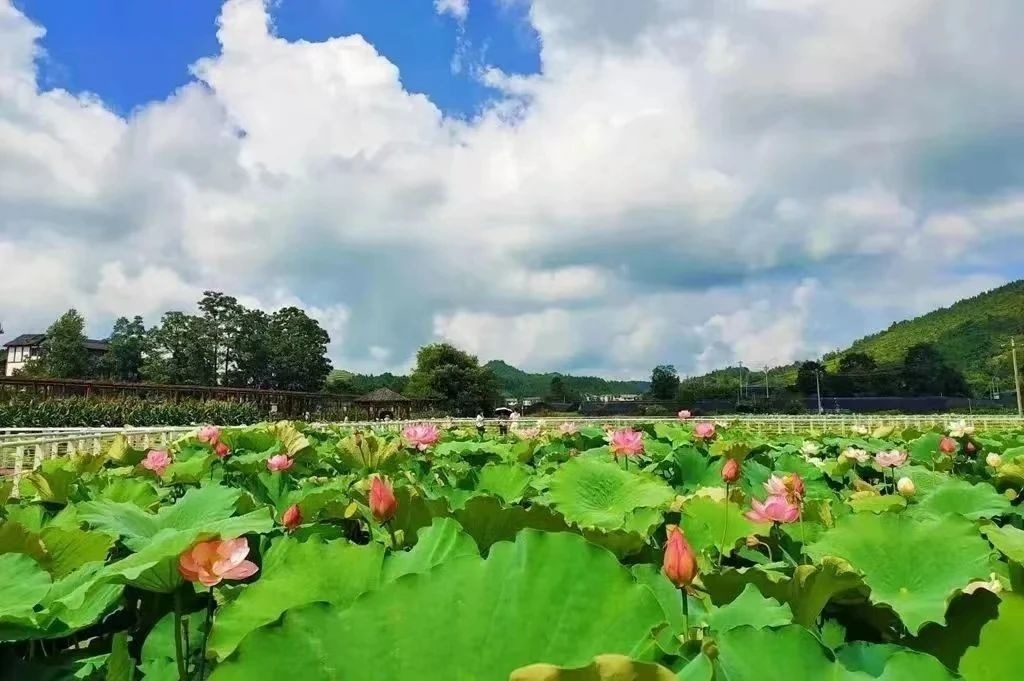 映日荷花別樣紅,碧水青山翠如玉。