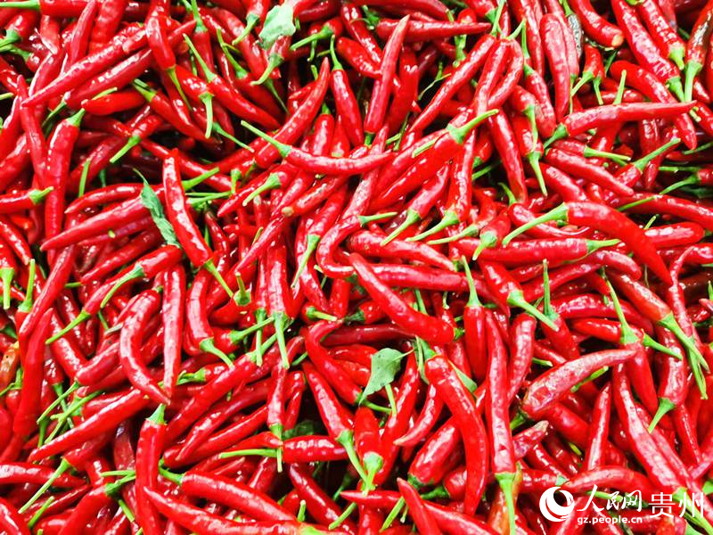 色澤鮮艷的遵義辣椒。人民網 王秀芳攝