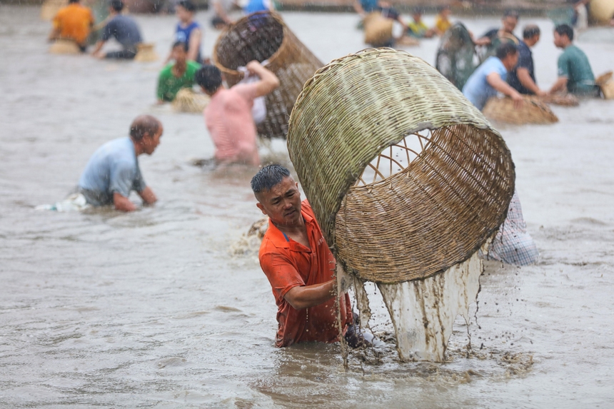 8月24日，苗族群眾在貴州省黔東南苗族侗族自治州施秉縣楊柳塘鎮高塘村“吃新節”上捕魚。 