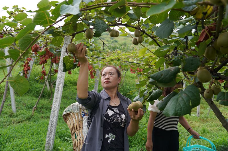 2023年8月24日，貴州省納雍縣樂治鎮(zhèn)塘邊村西界河畔，果農(nóng)在采摘獼猴桃。江嬋攝.JPG