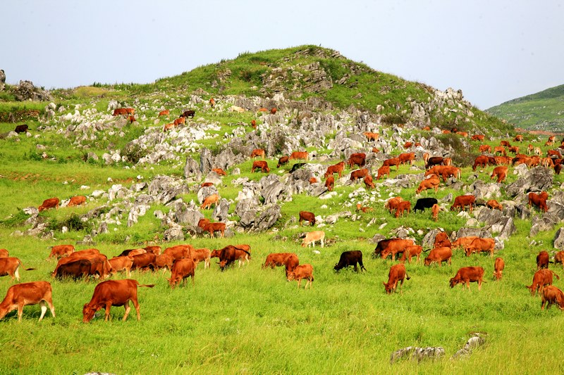 圖四許家壩萬畝草場(劉朝能 供圖).jpg