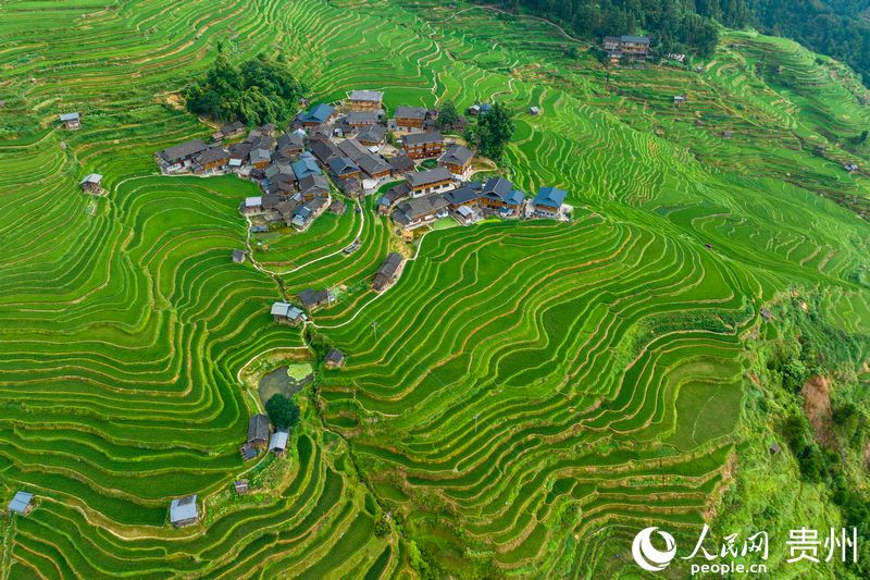 航拍加榜梯田。人民網(wǎng)記者 涂敏攝.jpg