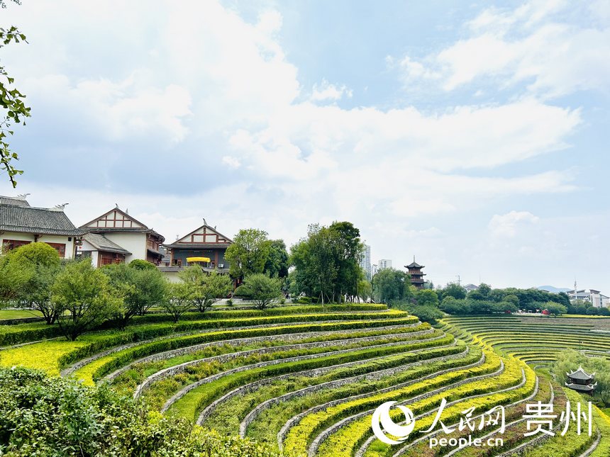 大方縣古彝梯田風(fēng)景如畫。人民網(wǎng) 敖嘉鈺攝