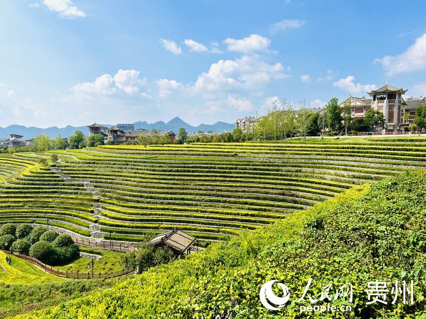 大方縣古彝梯田風景如畫。人民網 敖嘉鈺攝