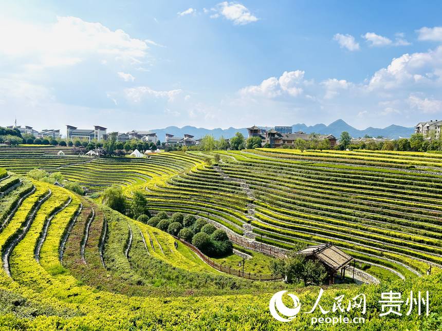 大方縣古彝梯田風景如畫。人民網 敖嘉鈺攝