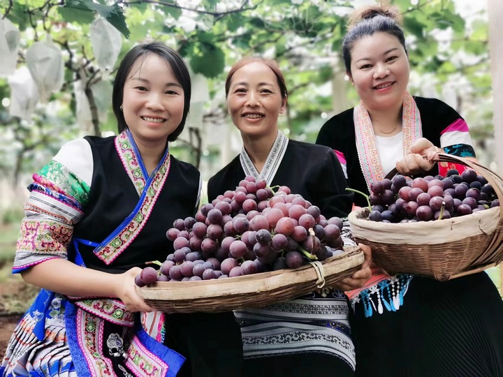 果園里三五成群的游客,穿梭在葡萄園中,親手摘下新鮮的葡萄,體驗田園采摘的樂趣。