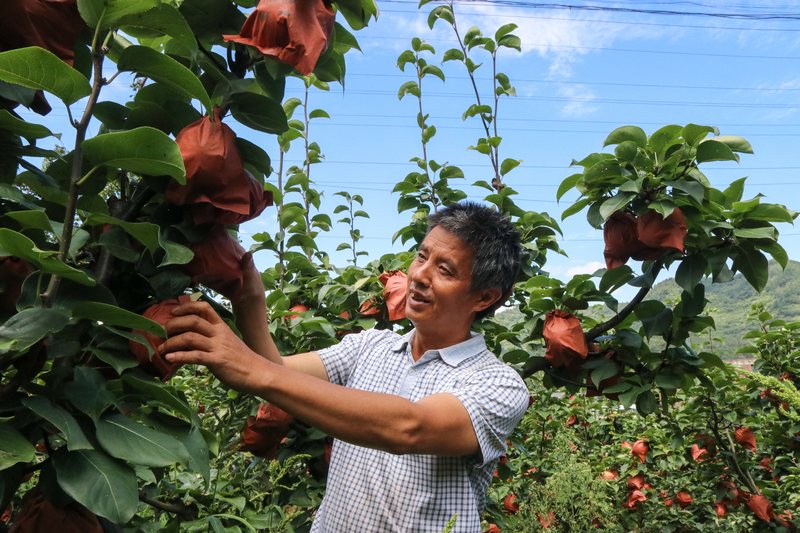 梨樹鎮保河社區梨園內,果農查看長勢。