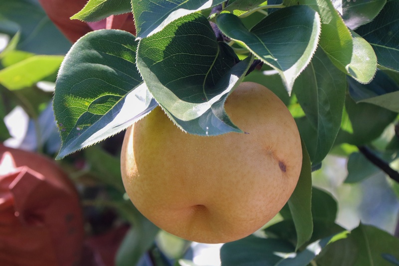 梨樹鎮保河社區梨園,成熟的梨子壓彎枝頭。。