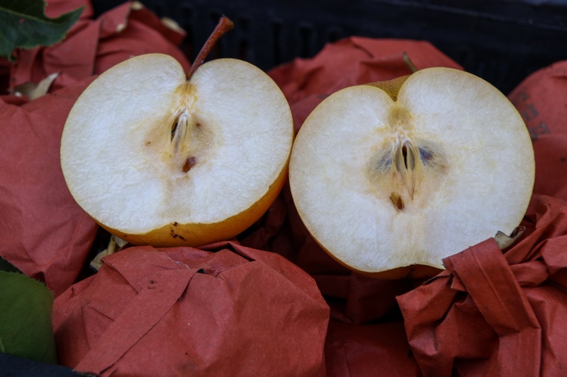 梨樹鎮保河社區梨園,成熟的梨子。