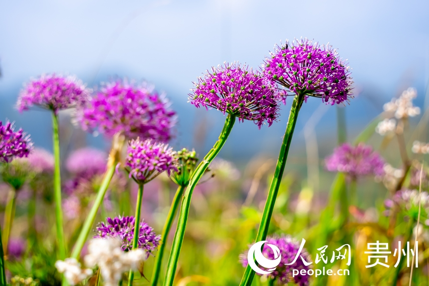 韭菜坪景區盛開的韭菜花。人民網 涂敏攝