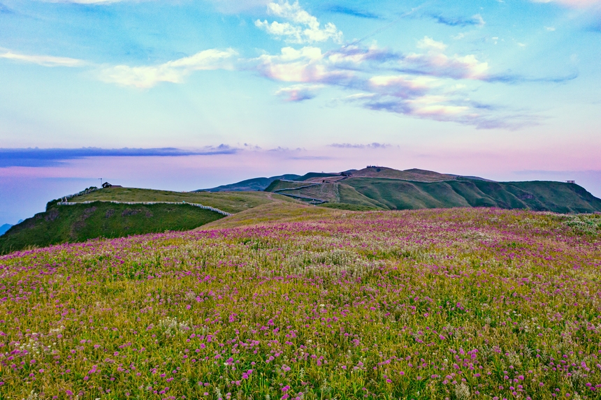 韭菜坪景區萬畝韭菜花盛開。高文義攝