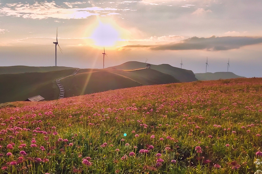 韭菜坪景區(qū)萬畝韭菜花盛開。高文義攝