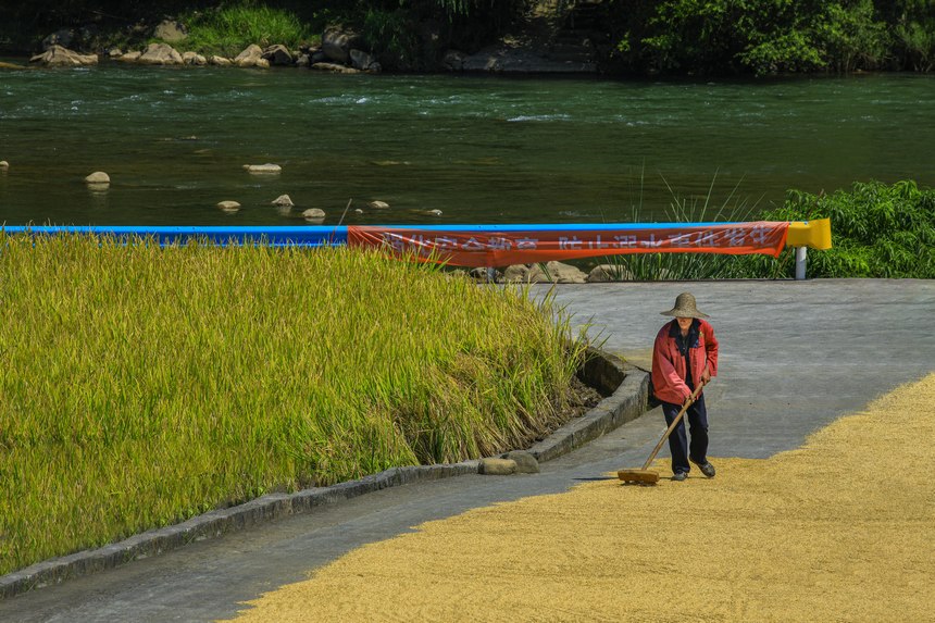 七星關區生機鎮鎮江社區 村民正忙著晾曬稻谷。