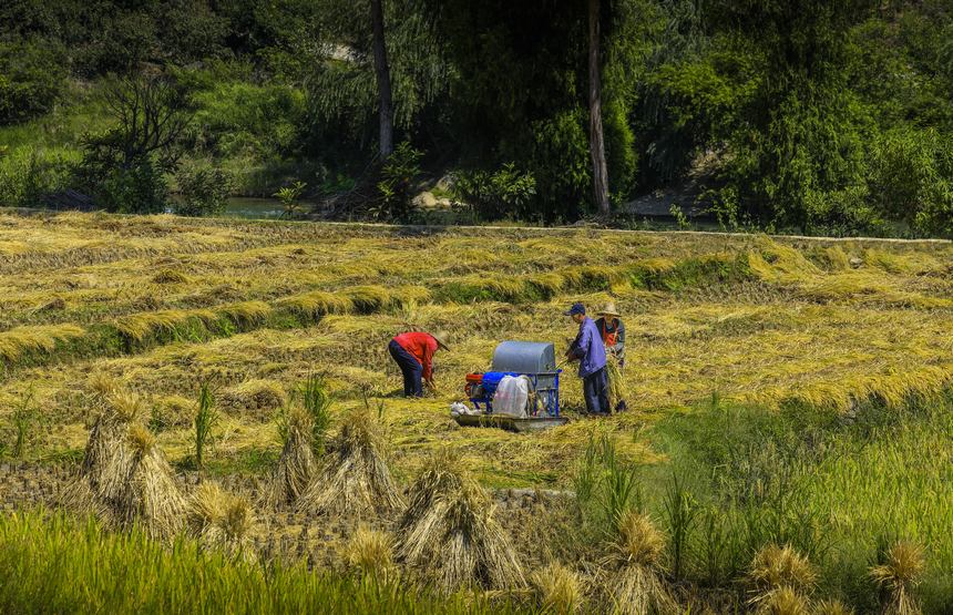 七星關(guān)區(qū)生機鎮(zhèn)鎮(zhèn)江社區(qū) 村民正忙著收割稻谷。