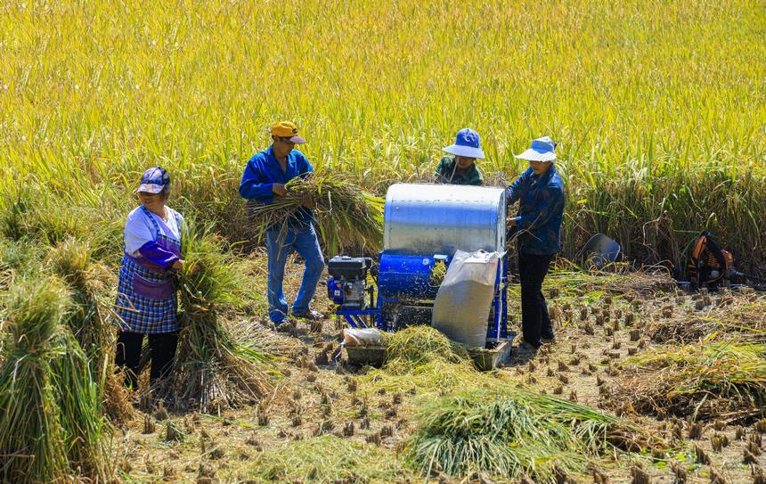 七星關區生機鎮鎮江社區 村民正忙著收割稻谷。