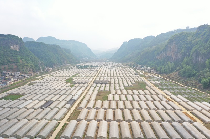 對坡鎮大堡村蔬種植基地。