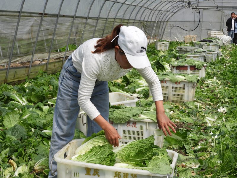小吉場鎮德勝村大棚蔬菜種植基地 工人正在采摘蔬菜。