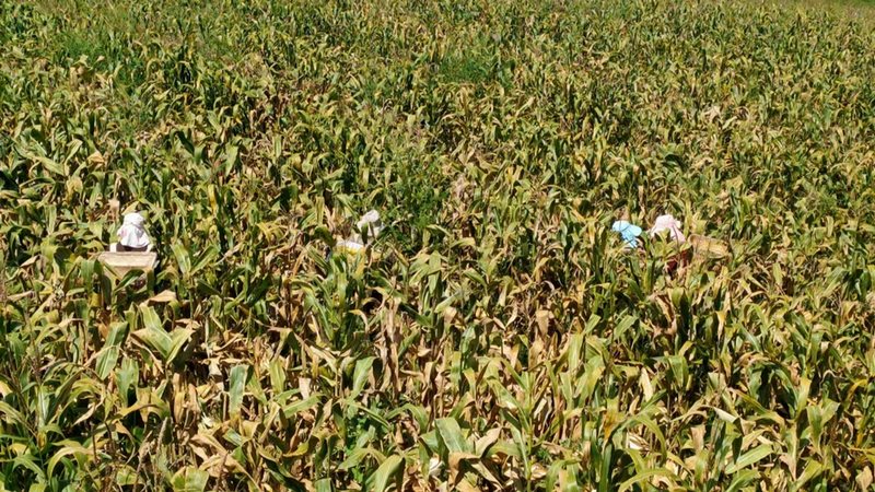 久長街道連片的玉米地 楊歡 攝.jpeg