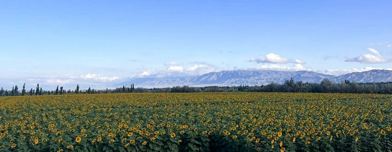 新疆阿勒泰市的向日葵花海。滿幫集團(tuán)供圖.jpg