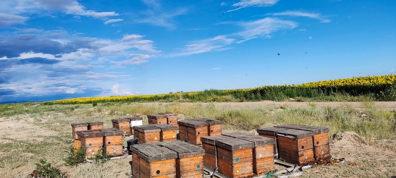 向日葵種植基地旁，簡(jiǎn)守銀放置的蜂箱。滿幫集團(tuán)供圖.jpg