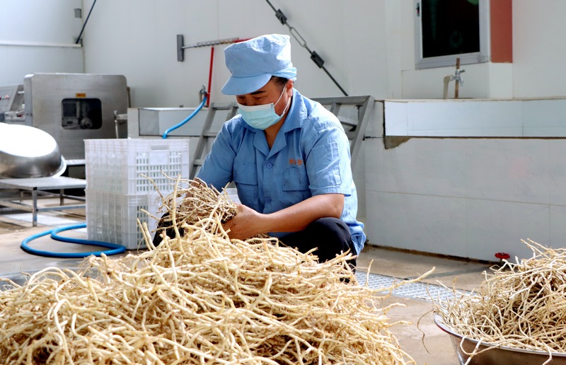 工人挑選折耳根。