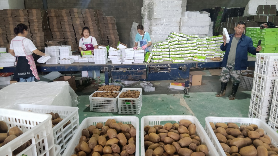 現(xiàn)場正在直播帶貨的主播賀林拿著手機(jī),利用抖音APP傾情推介修文獼猴桃 姜繼恒 攝